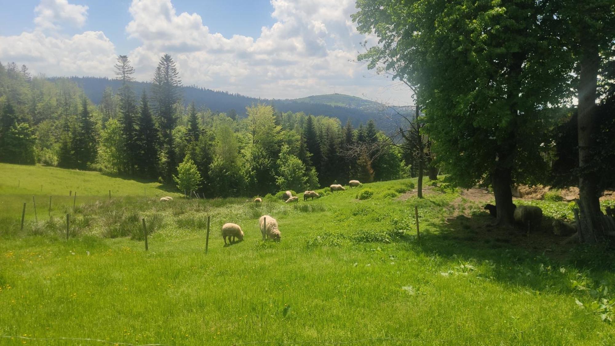 Chata Pietraszyna Koniaków Exteriör bild