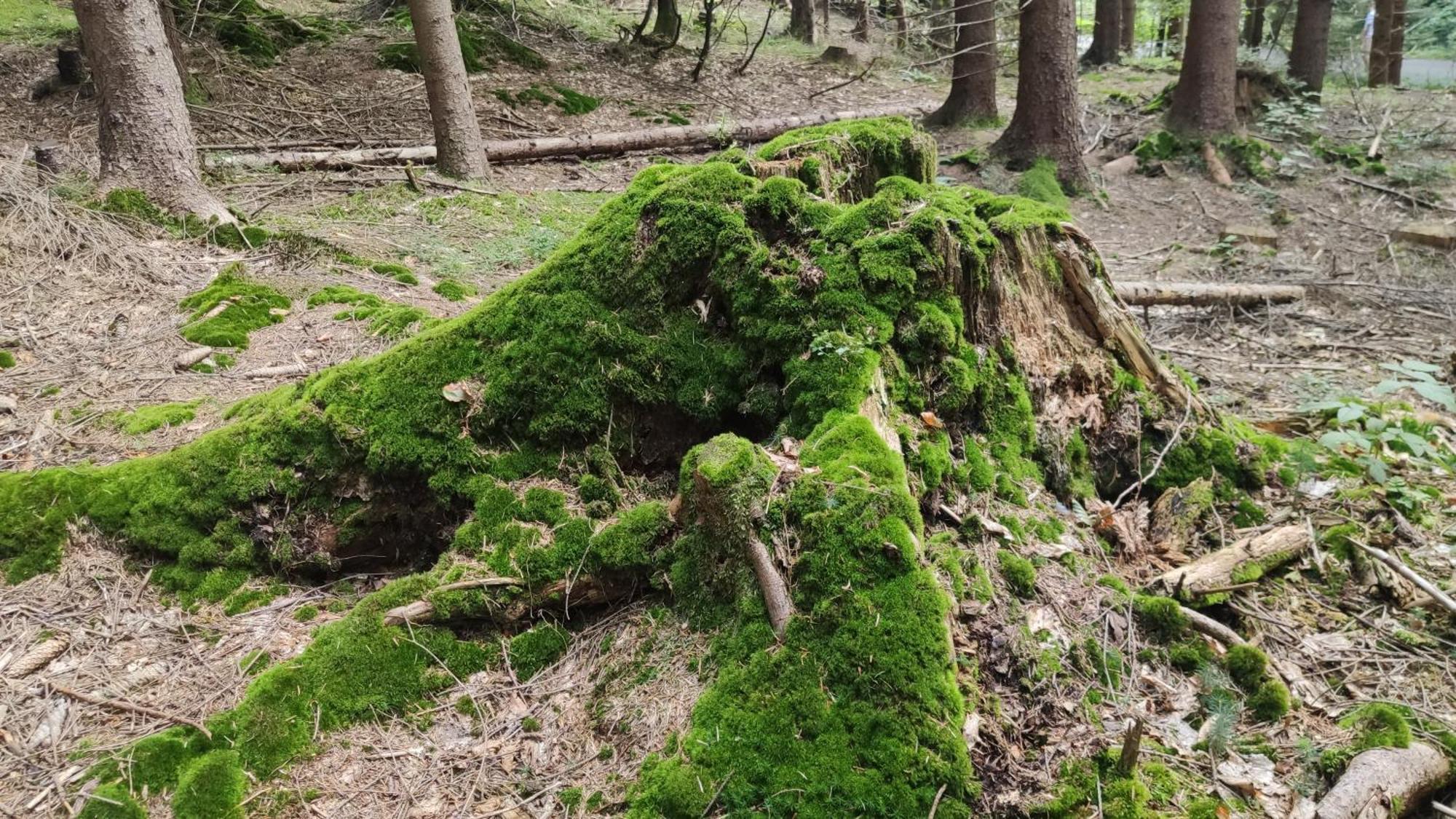Chata Pietraszyna Koniaków Exteriör bild